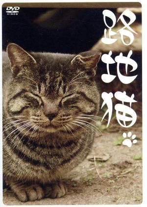 路地猫