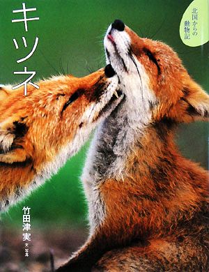 キツネ 北国からの動物記2