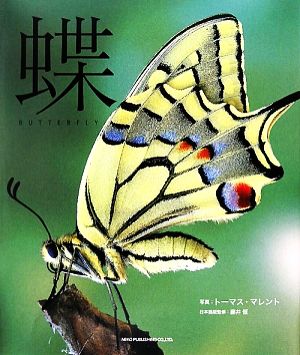 蝶/BUTTERFLY