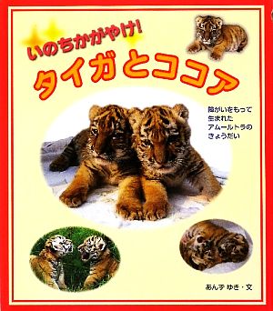 いのちかがやけ！タイガとココア 障がいをもって生まれたアムールトラのきょうだい