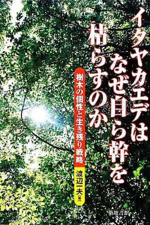 イタヤカエデはなぜ自ら幹を枯らすのか 樹木の個性と生き残り戦略