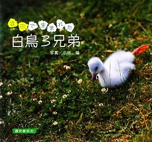 酒田で生まれた白鳥三兄弟