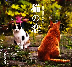 写真集 猫の恋