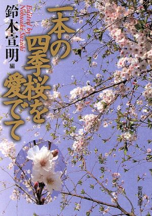 一本の四季桜を愛でて