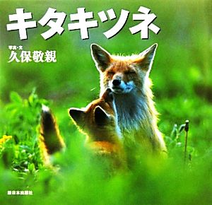 キタキツネ 北国の野生動物