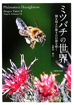 ミツバチの世界個を超えた驚きの行動を解く