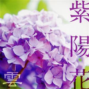 紫陽花