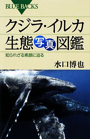 クジラ・イルカ生態写真図鑑知られざる素顔に迫るブルーバックス