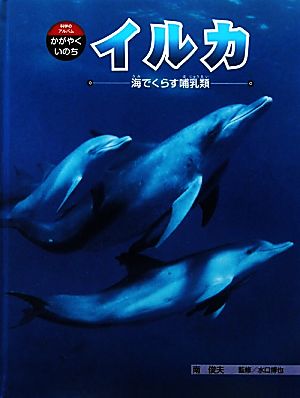 イルカ 海でくらす哺乳類 海でくらす哺乳類 科学のアルバム・かがやくいのち5