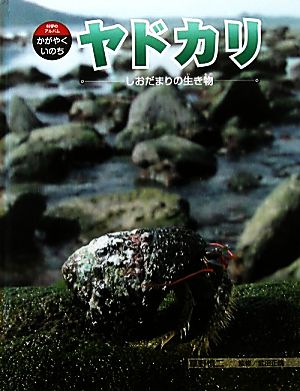 ヤドカリ しおだまりの生き物 科学のアルバム・かがやくいのち6