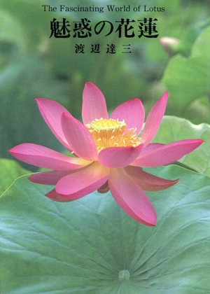 魅惑の花蓮