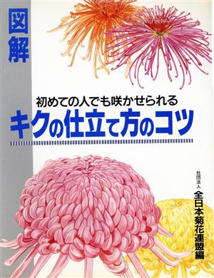 図解キクの仕立て方のコツ 初めての人でも咲かせられる