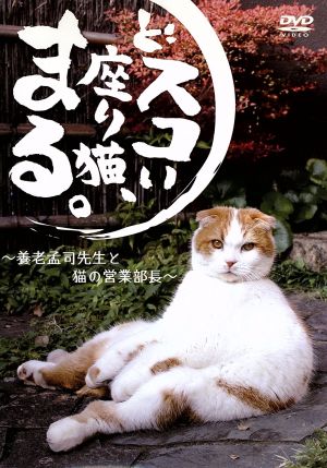 どスコい座り猫 まる～養老孟司先生と猫の営業部長 新品DVD 