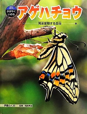 アゲハチョウ完全変態する昆虫科学のアルバム・かがやくいのち11