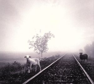 MERRY VERY BEST～白い羊/黒い羊～(初回限定盤)(2CD)(DVD付)