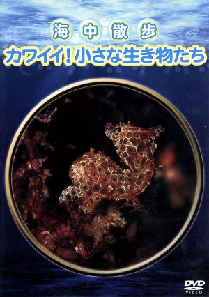 海中散歩～カワイイ！小さな生き物たち～