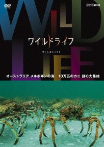 ワイルドライフ オーストラリア メルボルンの海 10万匹のカニ 謎の大集結