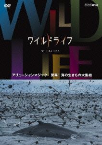 ワイルドライフ アリューシャンマジック 驚異！海の生きもの大集結