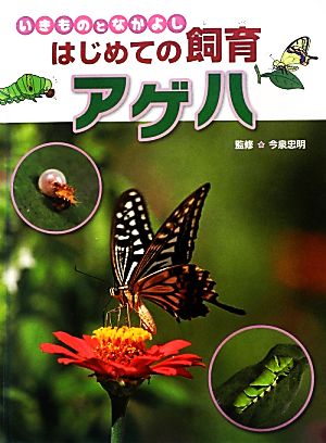 いきものとなかよしはじめての飼育 アゲハ