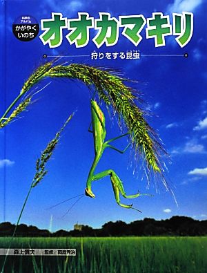 オオカマキリ 狩りをする昆虫 科学のアルバム・かがやくいのち15