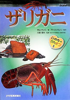 いのちのかんさつ(5) ザリガニ