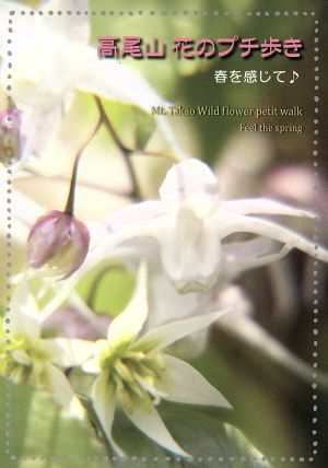 高尾山花のプチ歩き 春を感じて♪