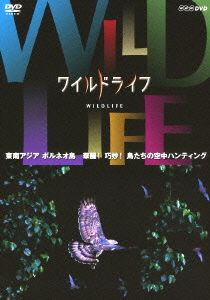 ワイルドライフ 東南アジア ボルネオ 華麗！巧妙！ 鳥たちの空中ハンティング
