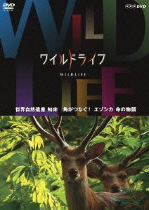 ワイルドライフ 世界自然遺産 知床 角がつなぐ！エゾシカ 命の物語