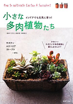 小さな多肉植物たち インドアでも元気に育つ！