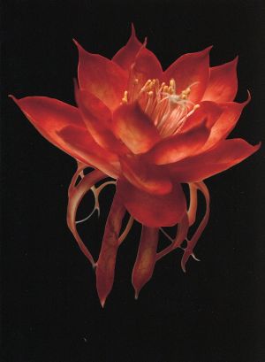 シャニダールの花