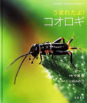 うまれたよ！コオロギ よみきかせいきものしゃしんえほん17