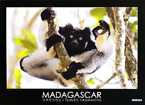 MADAGASCAR マダガスカル