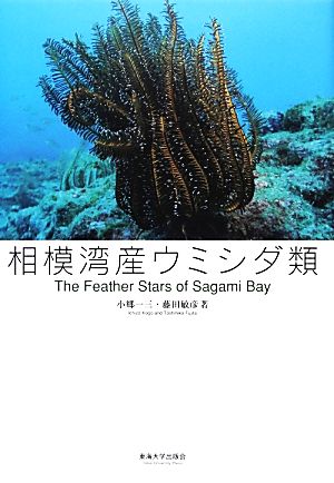 相模湾産ウミシダ類