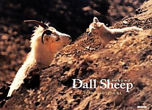 Dall Sheep