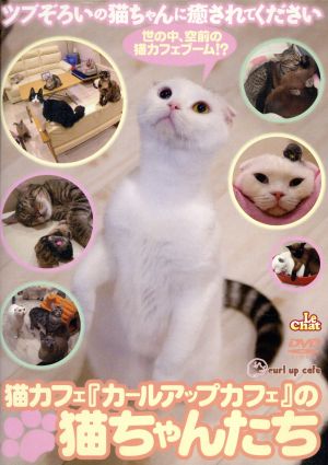 猫カフェ「カールアップカフェ」の猫ちゃんたち