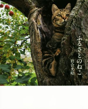 写真集 ふるさとのねこ津軽の四季、子ネコたちの物語。