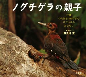 ノグチゲラの親子沖縄やんばるの森にすむキツツキのおはなし小学館の図鑑NEOの科学絵本