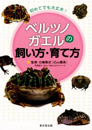 初めてでも大丈夫！ ベルツノガエルの飼い方・育て方