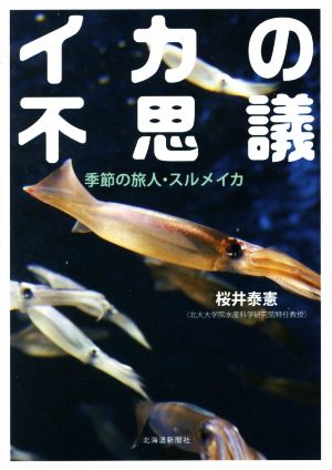 イカの不思議 季節の旅人・スルメイカ