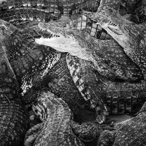 ライク・ウォーター・スルー・ザ・サンド