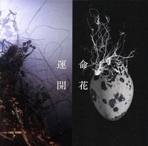 運命開花(初回限定盤)(DVD付)