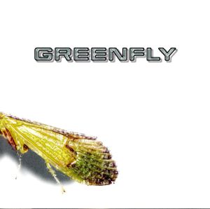 【輸入盤】Greenfly