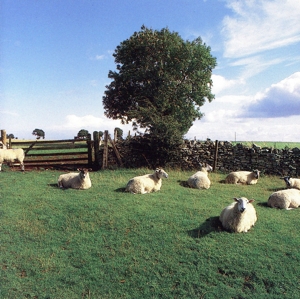 【輸入盤】Chill Out