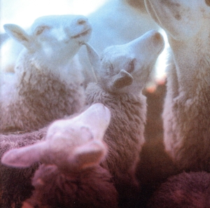 【輸入盤】Ruossa Eanan