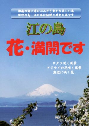 江の島 花・満開です