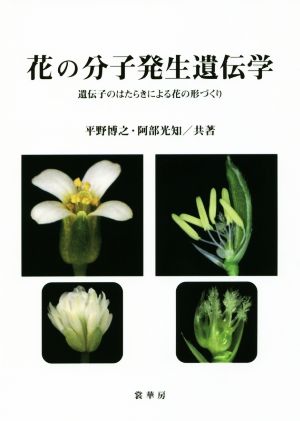 花の分子発生遺伝学 遺伝子のはたらきによる花の形づくり