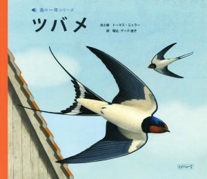 ツバメ 鳥の一年シリーズ