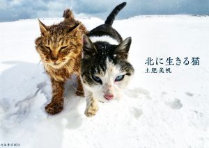 北に生きる猫