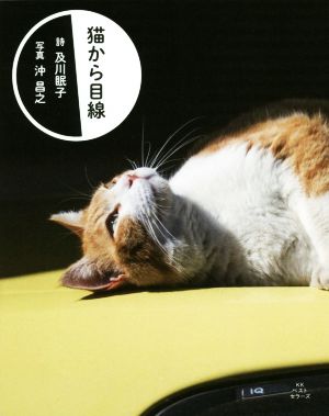 猫から目線