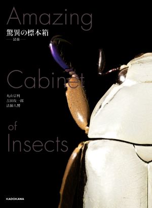 驚異の標本箱 ―昆虫―